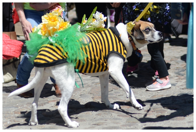 Nantucket Daffodil Day Parade -167