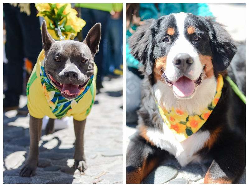 Nantucket Daffodil Day Parade -143