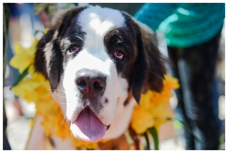 Nantucket Daffodil Day Parade -146