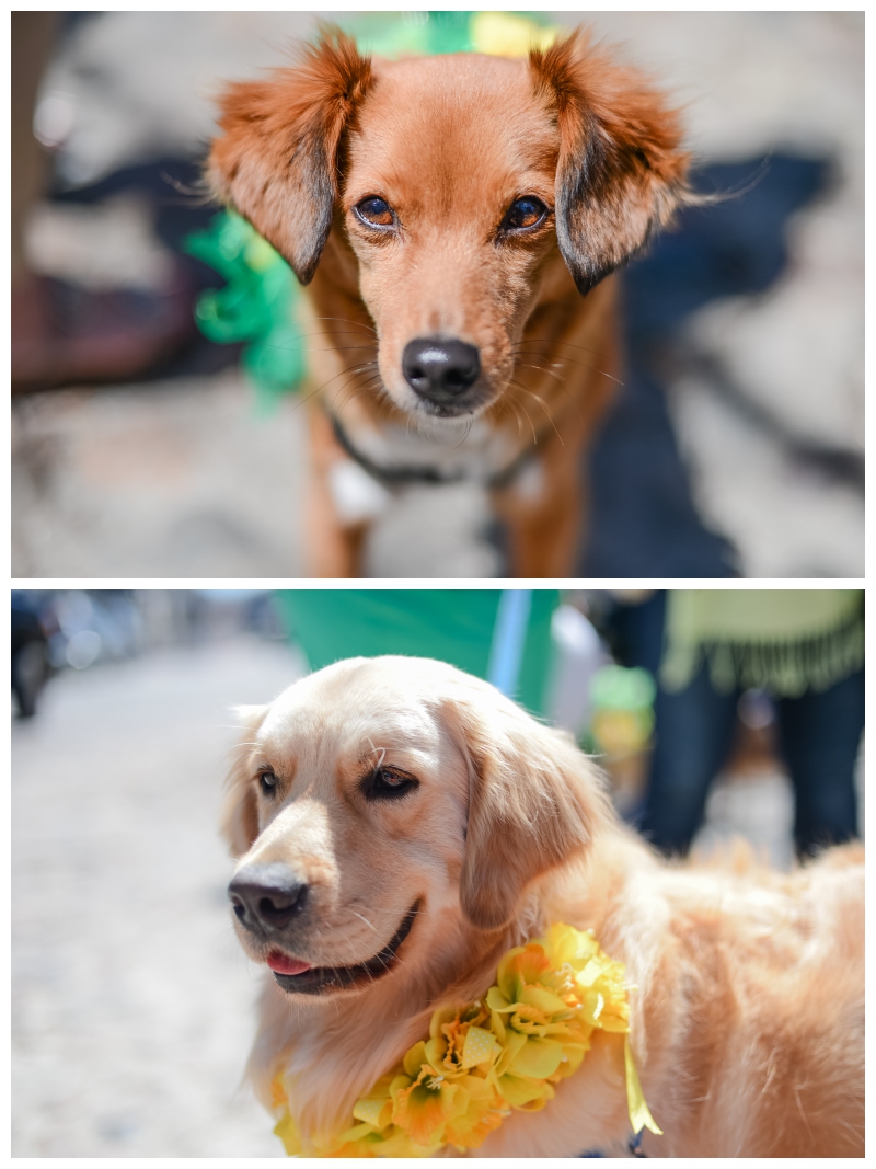 Nantucket Daffodil Day Parade -151