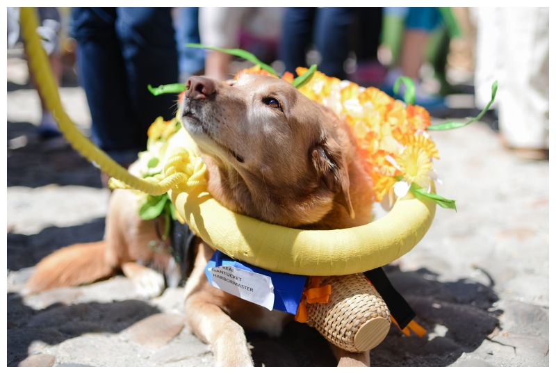 Nantucket Daffodil Day Parade -154