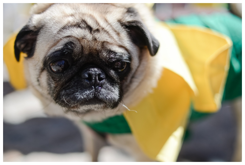 Nantucket Daffodil Day Parade -156