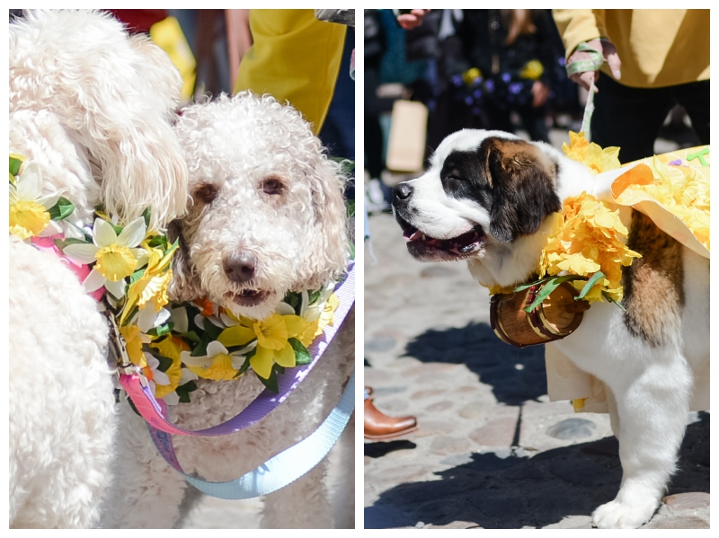 Nantucket Daffodil Day Parade -164