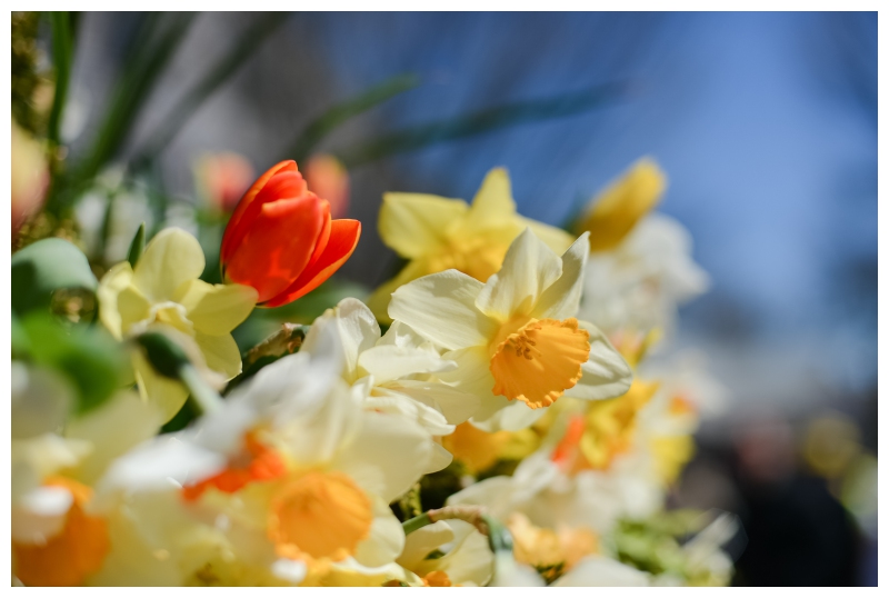 Nantucket Daffodil Day Parade -8